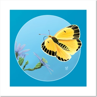 Orange Sulphur Butterfly with Asters Posters and Art